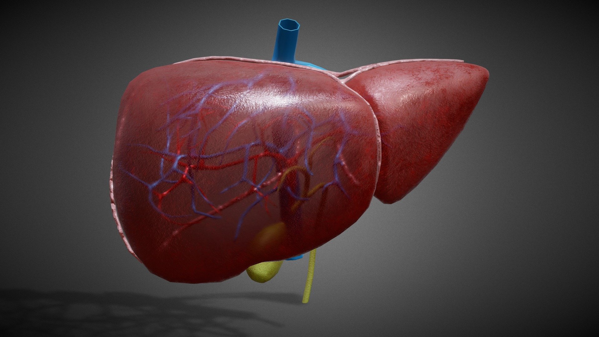 Liver Related